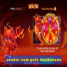 sonhar com gato machucado